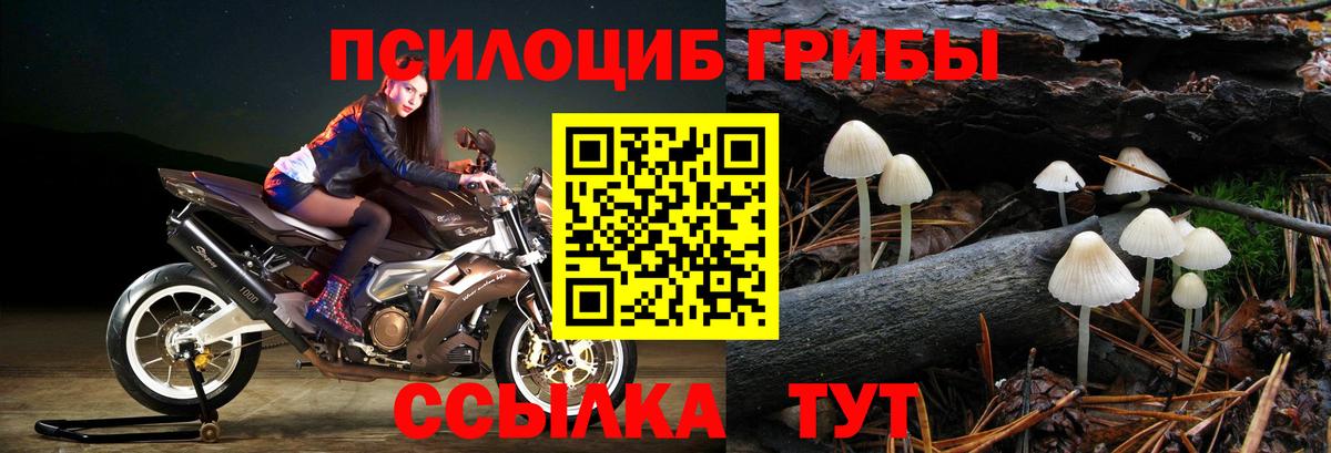 Псилоцибиновые грибы Psilocybine cubensis Нововоронеж